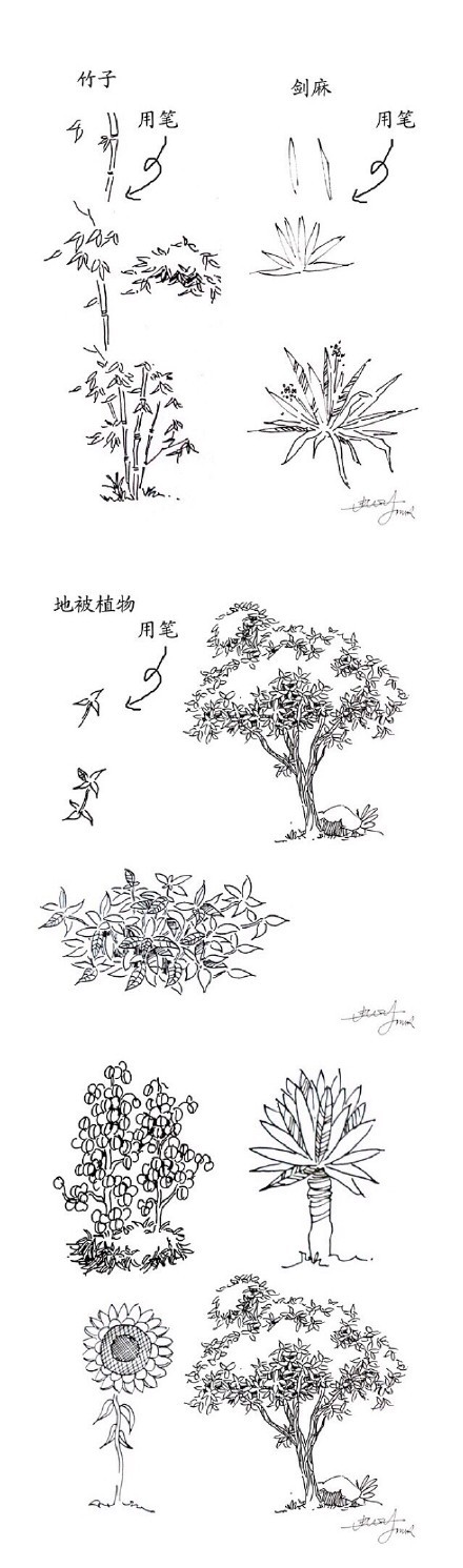 一学就会，植物手绘速写