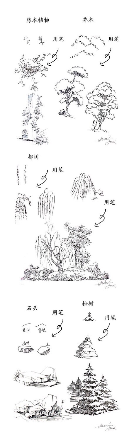 一学就会，植物手绘速写