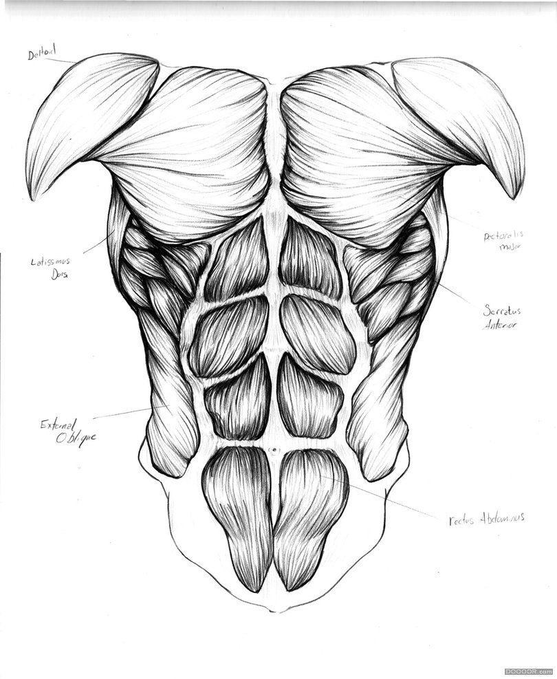 人体结构画法之肩部-胸腔-背部动作